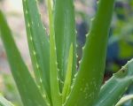 Scoprendo il Mistico Potere dell'Aloe Arborescens Perché Si Piega