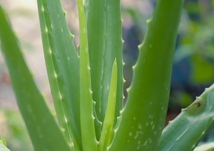 Scoprendo il Mistico Potere dell'Aloe Arborescens Perché Si Piega