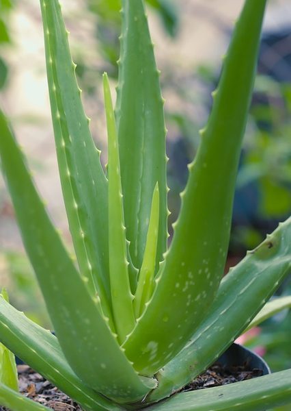 Scoprendo il Mistico Potere dell'Aloe Arborescens Perché Si Piega