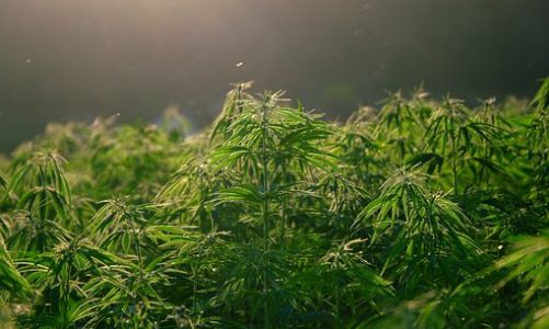 Canapa Light: 15 incredibili benefici del CBD