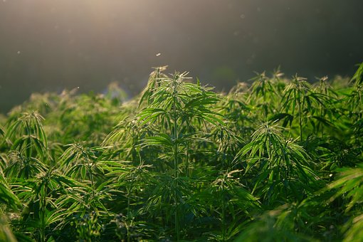 Canapa Light: 15 incredibili benefici del CBD