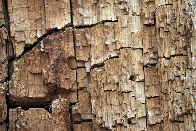 Termiti del legno: come riconoscerle e proteggere la tua casa
